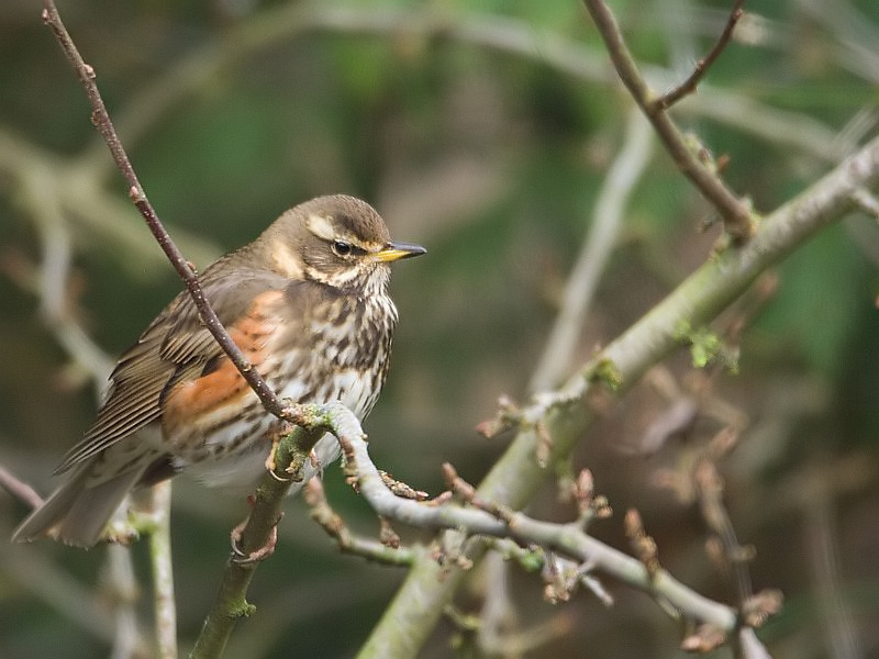 Turdus iliacus Redwing Koperwiek